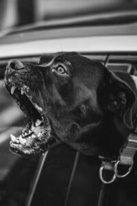Aggressive barking dog